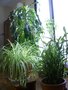 vignette Mes plantes tropicales