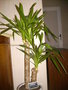 vignette Yucca,plante tropicale,verte
