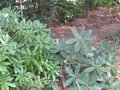 vignette Rhododendrons Ponticum et Lem's Monarch diversit des feuillages au 10 03 10