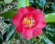vignette Camlia ' ANEMONIFLORA ' camellia japonica ?