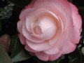vignette Camellia japonica Desire au 10 03 10