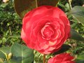 vignette Camellia japonica Margherita Coleoni au 10 03 10