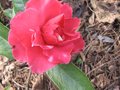 vignette Camellia reticulata K.O Hester au 10 03 10