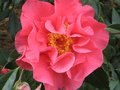 vignette Camellia reticulata Captain Rawes au 10 03 10