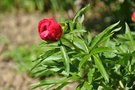 vignette Paeonia lactiflora - Pivoine herbace 'Coral fay'