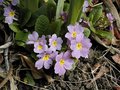 vignette Primevères sauvages - Primula vulgaris