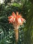 vignette Aloe arborescens