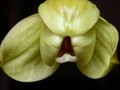vignette ouverture fleur de phal hybride