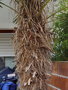 vignette Ville d'Aussonnes - Trachycarpus wagnerianus