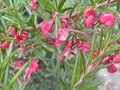vignette Grevillea rosmarinifolia au 12 03 10