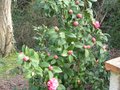 vignette Camellia williamsii debbie au 12 03 10