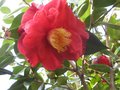 vignette Camellia japonica Grand Prix au 12 03 10