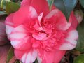 vignette Camellia japonica chandleri élégans toujours ausii beau au 12 03 10
