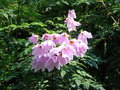 vignette Dahlia imperialis