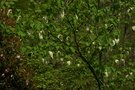 vignette Davidia involucrata 'Vilmoriana'