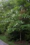 vignette Davidia involucrata 'Vilmoriana'