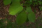 vignette Davidia involucrata 'Vilmoriana'