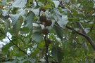 vignette Davidia involucrata 'Vilmoriana'