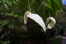 vignette Davidia involucrata 'Vilmoriana'