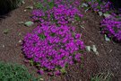 vignette Delosperma cooperi