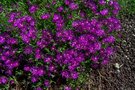 vignette Delosperma cooperi