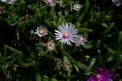 vignette Delosperma velutianum