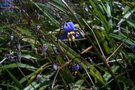 vignette Dianella tasmanica