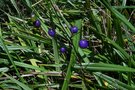 vignette Dianella tasmanica