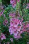 vignette Diascia rigescens