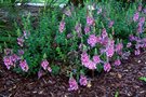 vignette Diascia rigescens