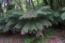 vignette Dicksonia antarctica