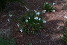 vignette Dietes grandiflora