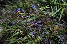 vignette Dianella tasmanica