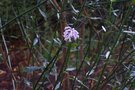 vignette Diostea juncea