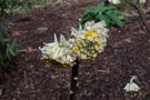 vignette Edgeworthia chrysantha