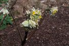 vignette Edgeworthia chrysantha