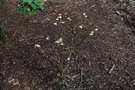 vignette Edgeworthia chrysantha