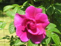 vignette roseraie de l' Hay (rosa rugosa)