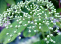 vignette Adoxaceae - Sureau - Sambucus nigra