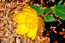 vignette Clusiaceae - Millepertuis - Hypericum hookerianum