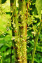 vignette Caricaceae - Papaye mâle - Carica papaya