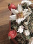 vignette Mammillaria coahuilensis ?