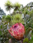 vignette Protea eximia 'Sylvia'