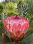 vignette Protea eximia 'Sylvia'