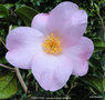 vignette Camlia ' FLIRTATION ' camellia hybride williamsii