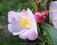 vignette Camlia ' FAIRY BLUSH ' camellia hybride (x lutchuensis ) parfum
