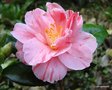vignette Camélia ' Perle De L'Odet ' = ' FLAMINGO ( Béréhouc )'  camellia japonica