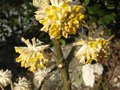 vignette Edgeworthia chrysantha au 14 03 10