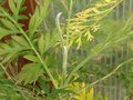 vignette Grevillea robusta en serre avant plantation au 14 03 10