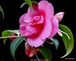 vignette Camlia ' GAY BABY ' camellia hybride